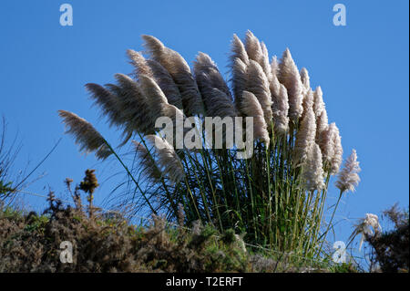 Native toi toi against a blue summer's sky Stock Photo