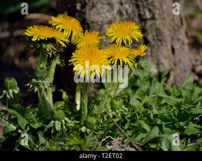 Dandelion flowers in front of tree Stock Photo