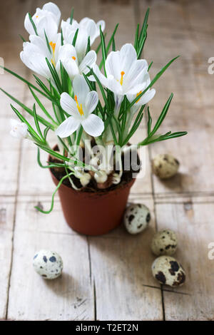Spring or Easter composition of crocuses and quail eggs. Rustic style, selective focus. Stock Photo