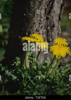 Dandelion flowers in front of tree Stock Photo