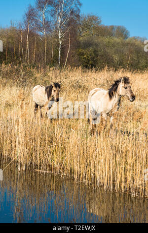 Wild Konik ponies on the banks of Burwell Lode waterway on Wicken Fen nature reserve, Cambridgeshire; England; UK Stock Photo