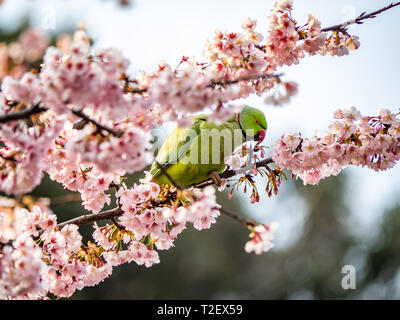 A rose ringed parakeet, psittacula krameri, eats Japanese cherry blossoms, or sakura, in a cherry tree in Izumi no Mori (Izumi Forest Park). Stock Photo