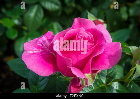 Pink Rose (Rosa), International Rose Test Garden, Portland, Oregon, USA Stock Photo