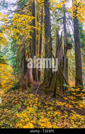 Forest with Western Red Cedar (Thuja gigantea), Grove of the Patriarchs Trail, Mount Rainier National Park, Washington, USA Stock Photo