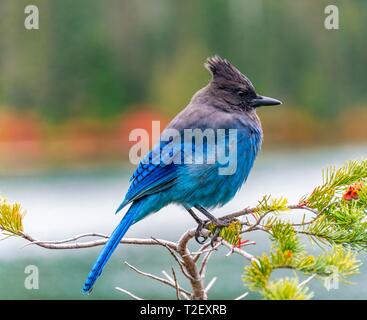 Steller's jay (Cyanocitta stelleri), blue bird sitting on a branch, Mount Rainier National Park, Washington, USA Stock Photo