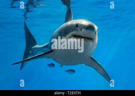 White shark (Carcharodon carcharias), swimming in the open sea, Pacific, Guadalupe Island, Mexico Stock Photo