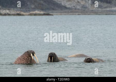 Walruses (Odobenus rosmarus) in water, Smeerenburgfjord, Spitsbergen archipelago, Svalbard and Jan Mayen, Norway Stock Photo