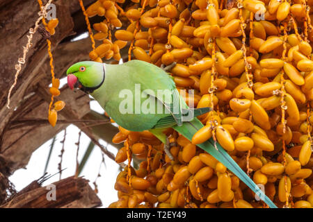 Rose-ringed parakeet Psittacula krameri feeding ripening dates fruits on a date palm Valencia Spain Europe bird city birds Stock Photo