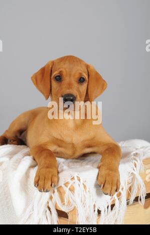 Labrador Retriever, yellow, puppy, lying on white blanket, Austria Stock Photo