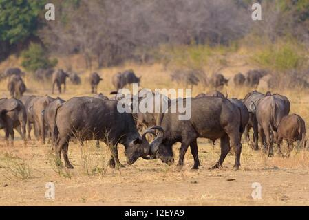 Cape buffalo (Syncerus caffer), two males fighting, herd, savannah, South Luangwa National Park, Zambia Stock Photo
