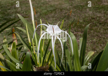 A flowering white spider lily (Hymenocallis sp.) Stock Photo