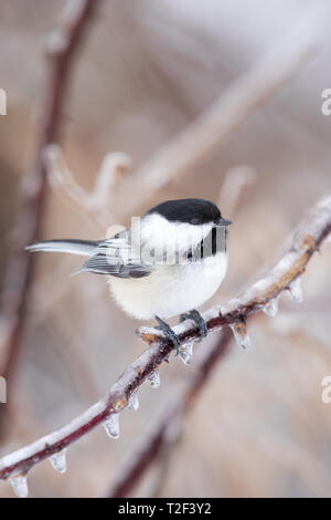 Black-capped chickadee perched on an ice-covered bramble in northern Wisconsin. Stock Photo