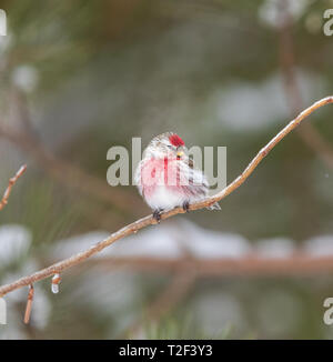 Common redpoll in northern Wisconsin. Stock Photo