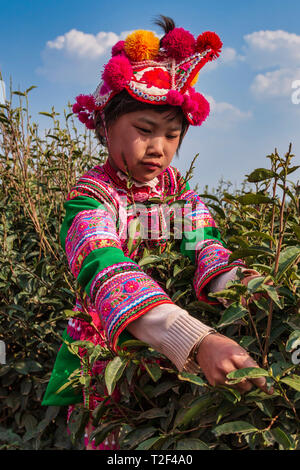 Yiliang, China - March 24, 2019: Black Yi kid dressed in a traditional attire picking up tea leaves in Baohong mountain, Yiliang in Yunnan Stock Photo