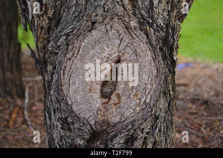 Close up view of old chopped tree brunch with softly blurred natural background Stock Photo