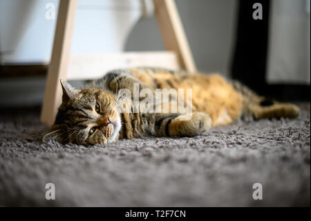 Cute cat sleeps perfect dream cat on a floor carpet Stock Photo
