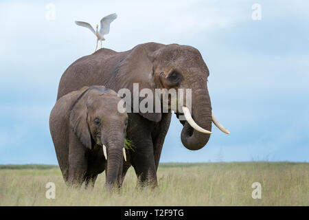 African elephant (Loxodonta africana) with cattle egret (Bubulcus ibis) on back, Amboseli national park, Kenya. Stock Photo