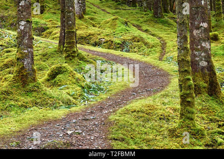 Forest walk near Invergarry, Lochaber, Highland, Scotland.  A winding path through moss and tree trunks.