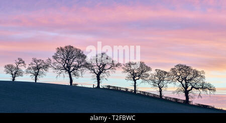 Line of trees on hillside and a winters sunrise, Alloa, Clackmannanshire, Scotland. Panoramic. Stock Photo