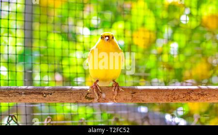 The Atlantic canary bird (Serinus canaria), canaries, island canary,  birds pet perched on a wooden stick against lemon trees inside a cage in Spain, Stock Photo