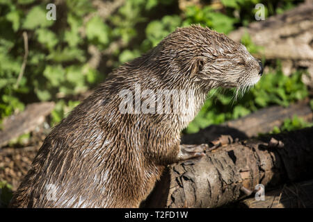 North American River Otter at Slimbridge wetland playing in the sunshine outside Stock Photo