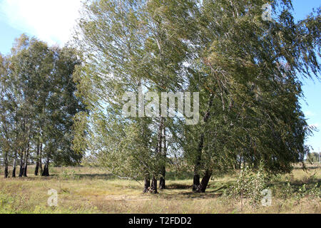 a large tree birch in the summer in the field bent under the pressure of strong wind branches stretched sideways Siberian landscape Stock Photo