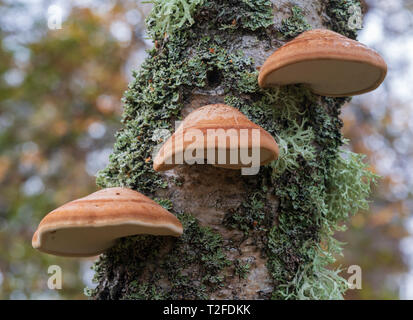 Birch Polypore (Razor strop) fungi (Piptoporus betulinus) Stock Photo