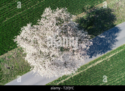 Alt Zeschdorf, Germany. 02nd Apr, 2019. A plum tree in full bloom stands on a path between two grain fields in the Märkisch-Oderland district (aerial photograph with a drone). Credit: Patrick Pleul/dpa-Zentralbild/ZB/dpa/Alamy Live News Stock Photo