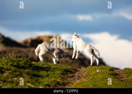 Swansea, UK. 02nd Apr, 2019. Swansea, 2nd April, 2019. UK Weather. Hip Hop: a spring lamb gives an impromtu display of it's new-found strength during a sunny spell at Broughton burrows, Gower peninsula, near Swansea. A colder spell of weather over the next few days threatens many new born lambs and increases the working hours of farmers across the country. Credit: Gareth LLewelyn/Alamy Live News Stock Photo