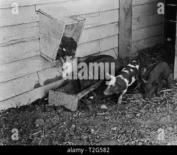 Vintage Buster Keaton movie still 1920 Stock Photo