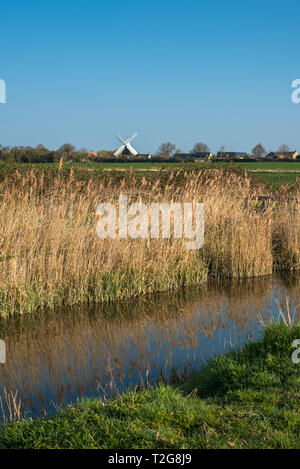 Reed beds in early morning on Wicken Fen Nature reserve, with Wicken village and Windmill to the rear. Cambridgeshire, England, UK. Stock Photo