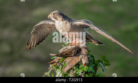 A peregrine falcon with wings spread out perched at the top of an ivy covered tree stump. It has caught a red legged partridge  for its prey Stock Photo