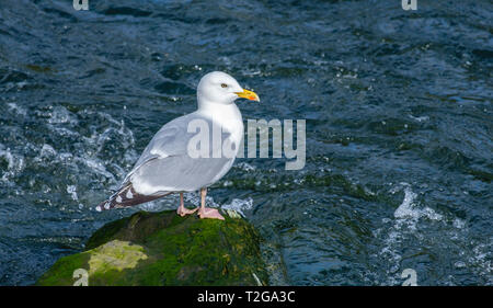 Herring Gull (Larus argentatus) standing on a rock, River Lyn, Lynmouth, Devon, England, UK. Stock Photo