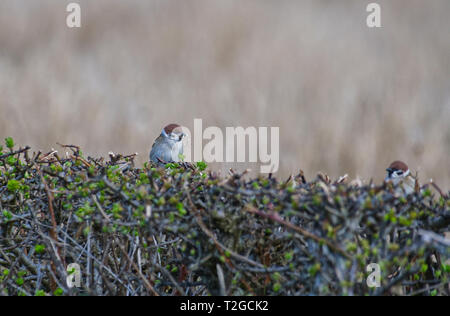 Eurasian Tree Sparrows Stock Photo