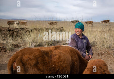 bayan Ulgii, Mongolia, 2nd October 2015: kazak woman herding her cows in a landscape of Western Mongolia bayan Ulgii, Mongolia, 2nd October 2015: kazak woman herding her cows in a landscape of Western Mongolia