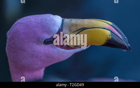 Jame's Flamingo at Slimbridge Stock Photo