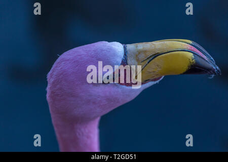 Jame's Flamingo at Slimbridge Stock Photo