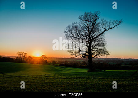 Silhouette of Oak tree against golden sunset. With negative space for text Stock Photo