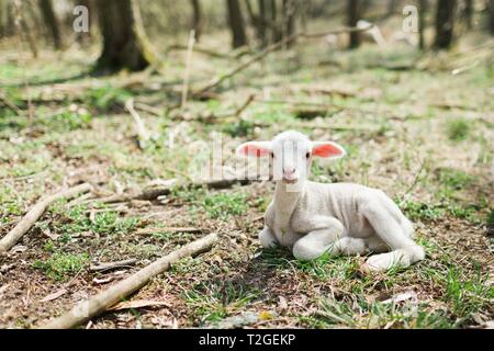 Cute lamb lying on grass in the forrest on bio farm during spring easter time. Stock Photo