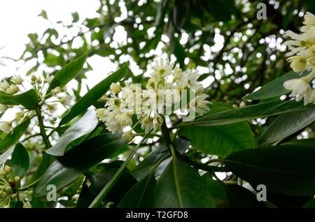 Drimys winteri Winters bark Winter cinnamon  clusters of small star shaped flowers Stock Photo