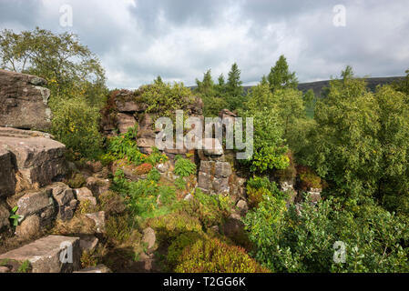 Gritstone outcrop in woodland near Gradbach, Staffordshire, England. Popular walking area in the Dane Valley, close to the Roaches. Stock Photo