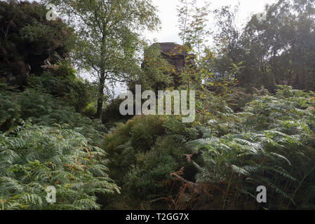 Gritstone outcrop in woodland near Gradbach, Staffordshire, England. Popular walking area in the Dane Valley, close to the Roaches. Stock Photo