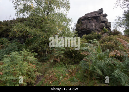 Gritstone outcrop in woodland near Gradbach, Staffordshire, England. Popular walking area in the Dane Valley, close to the Roaches. Stock Photo