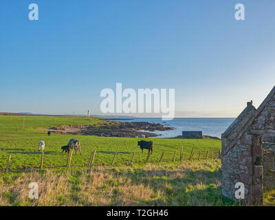 Cattle Grazing in a Field near to Scurdie Ness Lighthouse on the East Coast of Scotland, with a Farm ruin in the foreground. Montrose, Scotland. Stock Photo