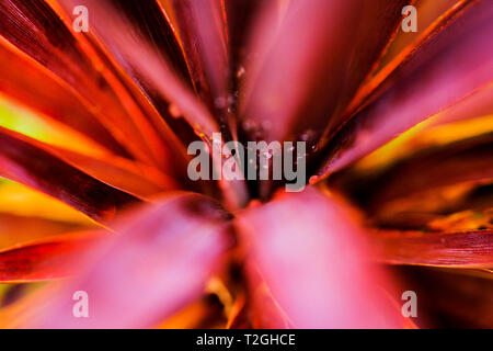 Macro, close-up of Cordyline australis Red Star leaves covered with drops of water. Palm foliage. Tropical theme. Stock Photo