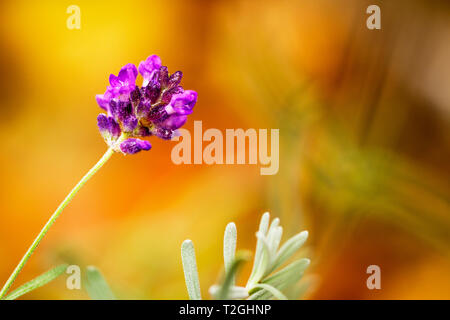 Macro photography, close-up of purple flower of blooming lavender, leaves in mint green color on blurred background, warm colors, yellow orange Stock Photo