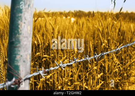 Picture of wheat fields for punjabi culture in baisakhi festival. Stock Photo