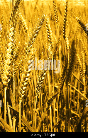 Picture of wheat fields for punjabi culture. Stock Photo