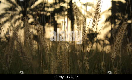 Long Green Grass Floret Seed Heads or Buffel Grass. Thin Hay like Weed Plant. at Sunset in a Public Park full of green grass and Nature. Stock Photo