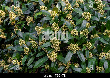 Skimmia x confusa 'Kew Green' Stock Photo